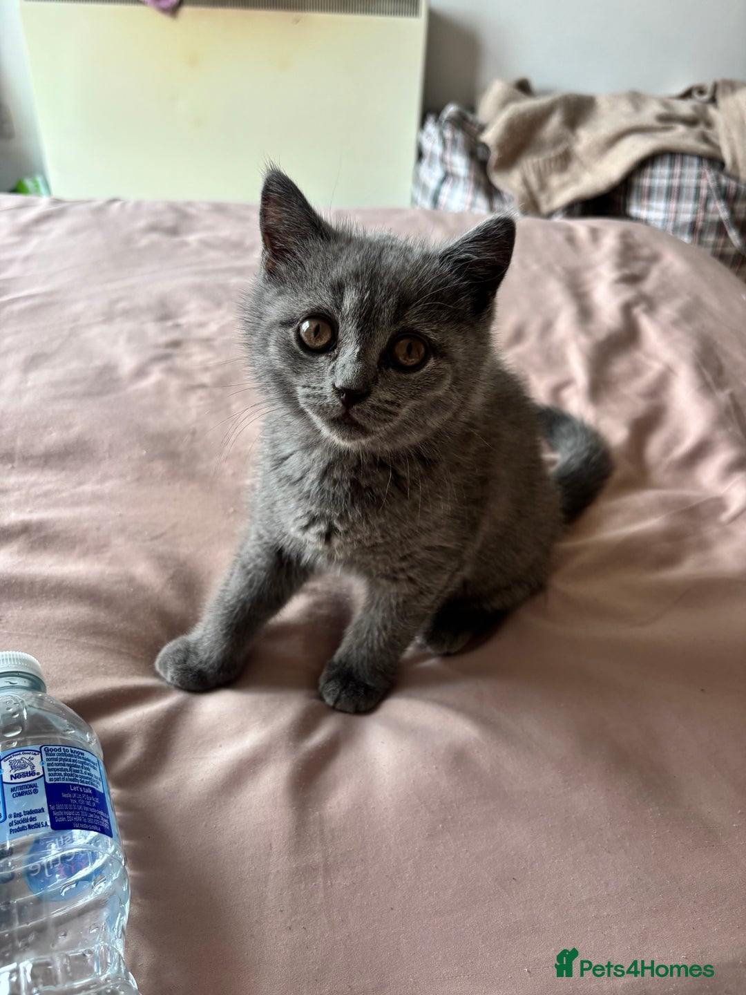 Scottish Fold cats for sale: Grey Scottish Fold  - Image 4