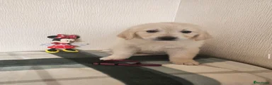 Golden Retriever 5