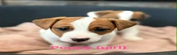 Jack Russell dogs for sale: Traditional Jack Russell Puppies for Sale - Advert 7