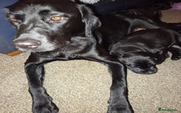 Labrador Retriever dogs for sale: Superb Active Family Dogs - Image 2
