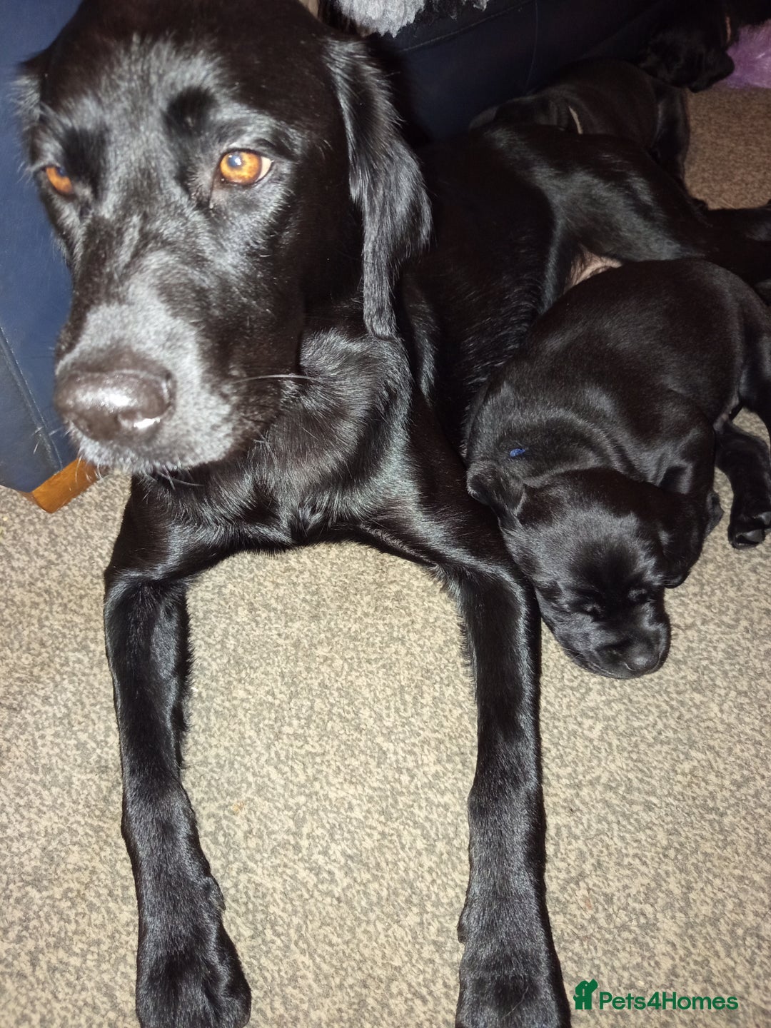 Labrador Retriever dogs for sale: Superb Active Family Dogs - Image 2