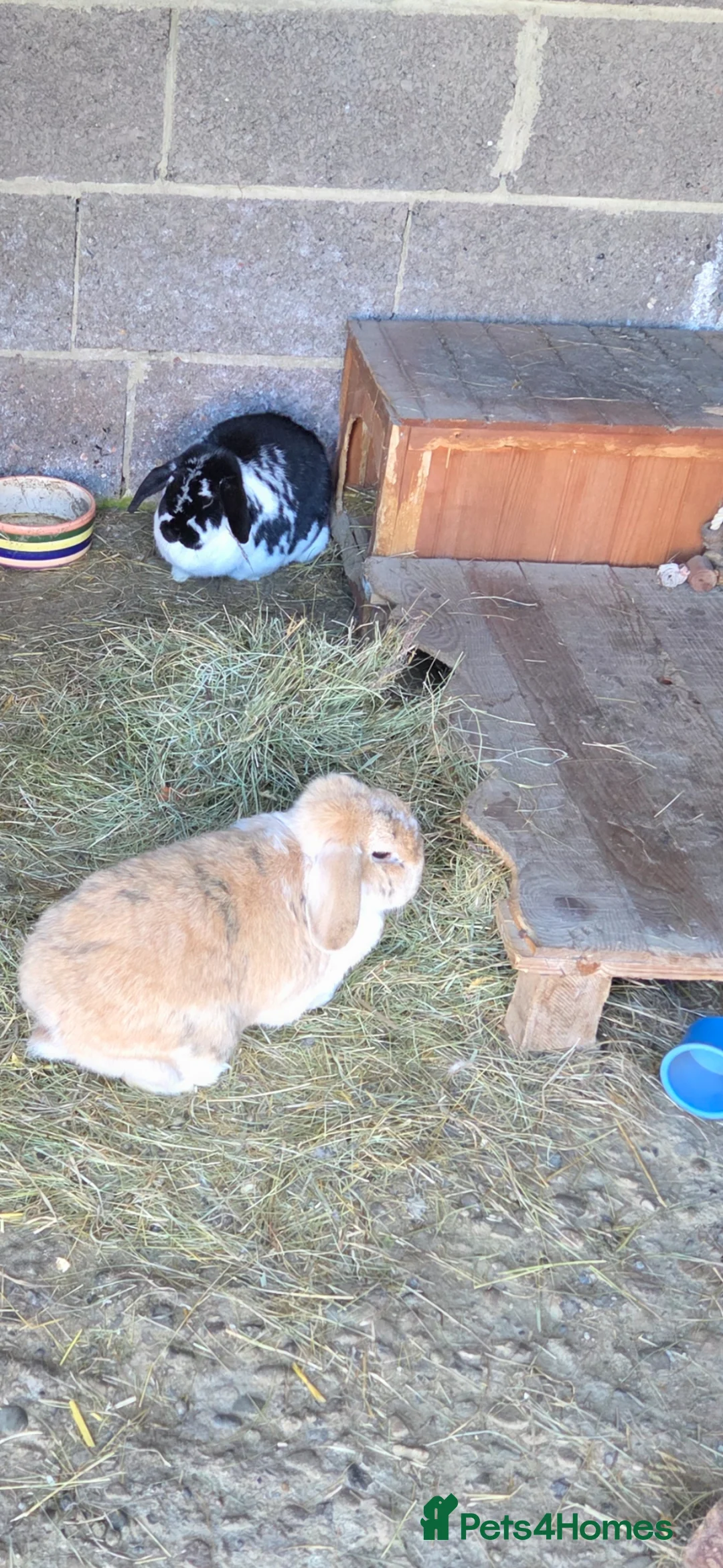 Mini Lop rabbits for sale: 2 neutered mini lops  - Advert 2