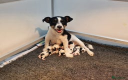 Jack Russell dogs for sale: kC Reg Jack Russell Pups, DNA Health Tested - Image 32