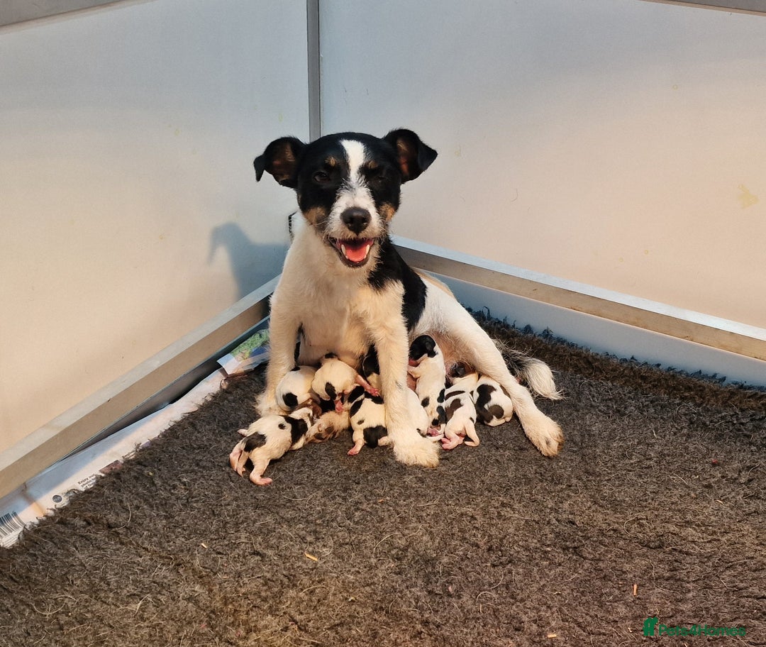Jack Russell dogs for sale: kC Reg Jack Russell Pups, DNA Health Tested - Image 32