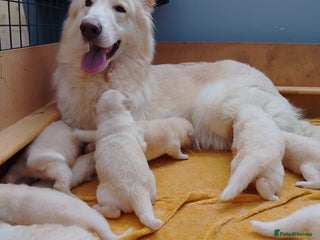 German Shepherd dogs White long coat straight back German Shepherd pups - Advert 1