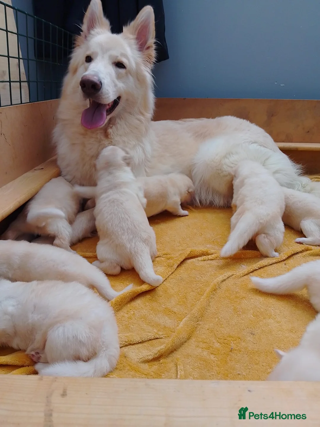 German Shepherd dogs for sale: White long coat straight back German Shepherd pups - Advert 2