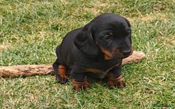 Miniature Dachshund dogs for sale: Outstanding Litter KC Reg Health Tested Parents - Image 10