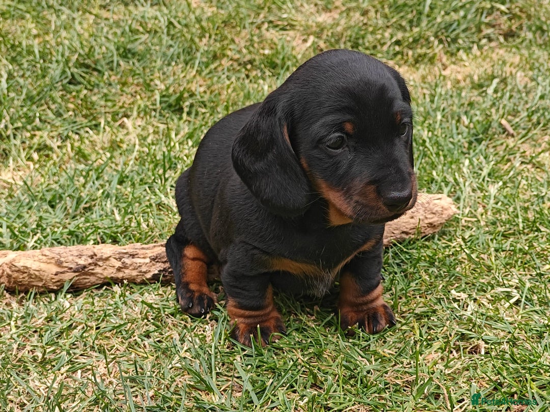 Miniature Dachshund dogs for sale: Outstanding Litter KC Reg Health Tested Parents - Image 10