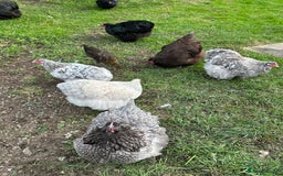 Chickens poultry for sale: Orpington chickens available  - Image 2