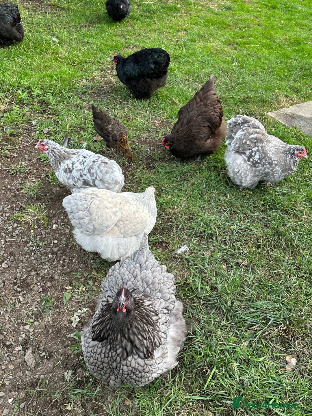 Chickens poultry for sale: Orpington chickens available  - Image 2