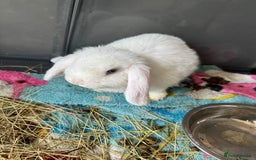 Mini Lop rabbits for sale: male mini lop - Image 4