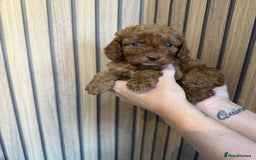 Cockapoo dogs for sale: Beautiful F2 Cockapoo Puppies - Image 13