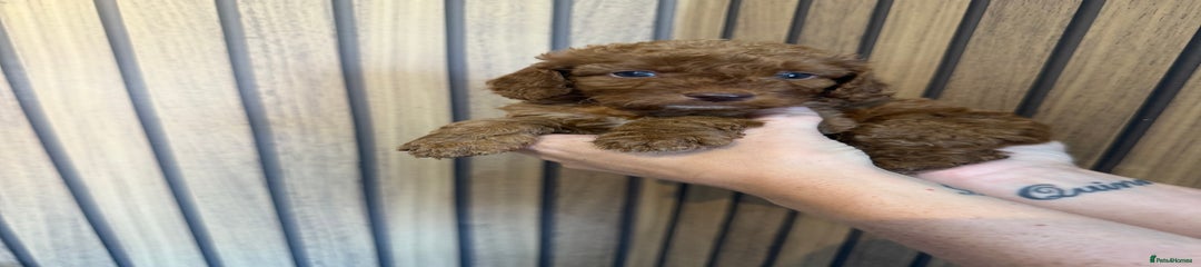 Cockapoo Puppy 7