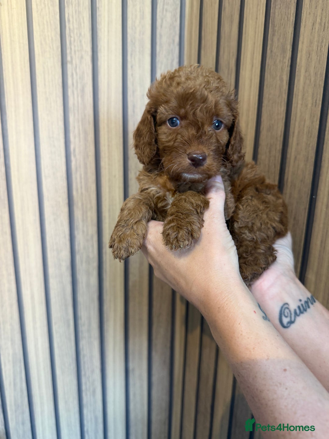 Cockapoo dogs for sale: Beautiful F2 Cockapoo Puppies - Image 13
