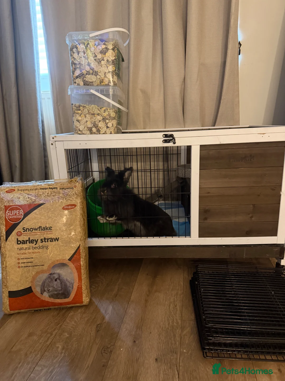 Lionhead rabbits for sale: rabbit ready for sale comes with cage, food etc in Birmingham - Advert 2