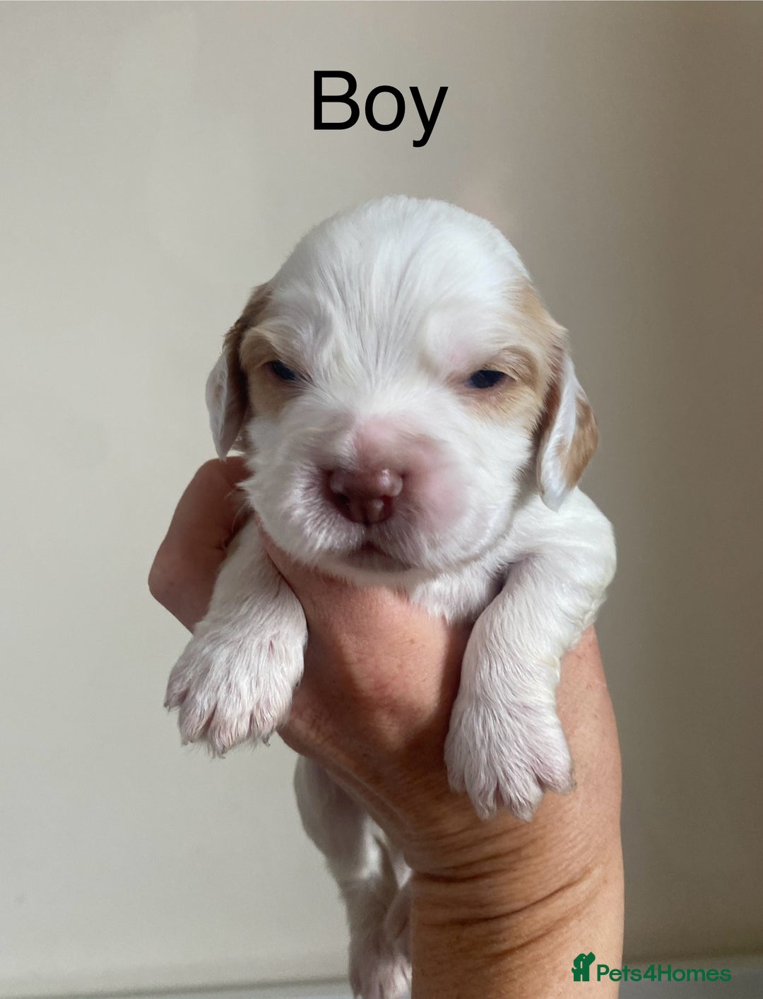 Cocker Spaniel dogs for sale: Cocker spaniel puppies for sale  - Image 8