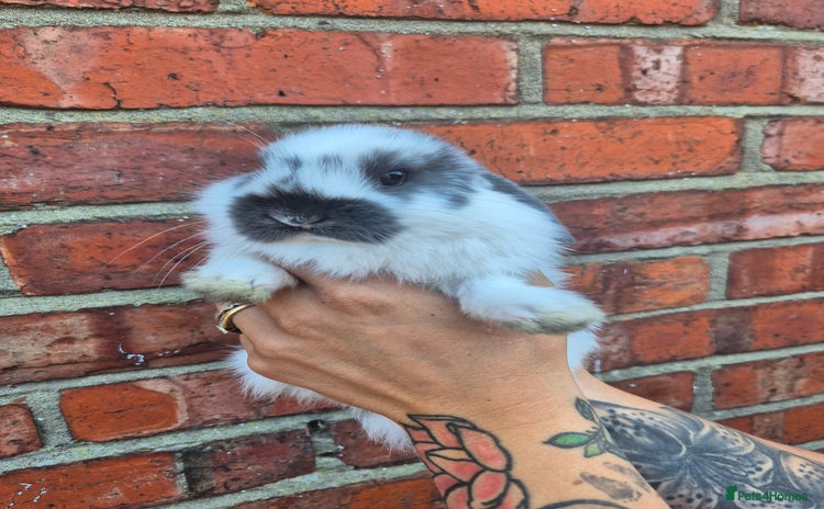 Mini Lop rabbits - Advert 15
