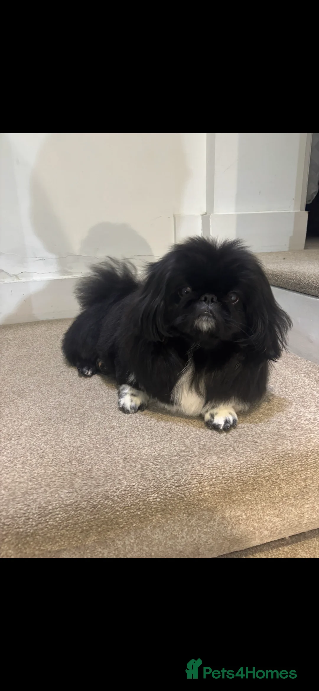 Pekingese dogs for stud: KC REGISTERED PEKINGESE - Advert 3