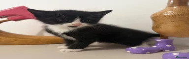 Felix