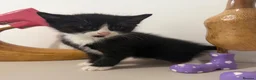 British Shorthair cats for sale: READY NOW Kittens  - Advert 19