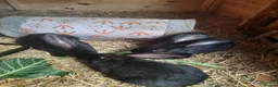 Continental Giant rabbits for sale: Beautiful Pure Giant Continentals Babies - Advert 20