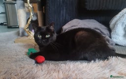 Domestic Shorthair cats for sale: Male and females available - Image 5