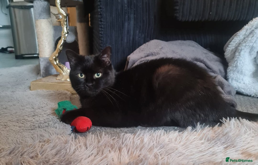 Domestic Shorthair cats for sale: Male and females available - Image 5