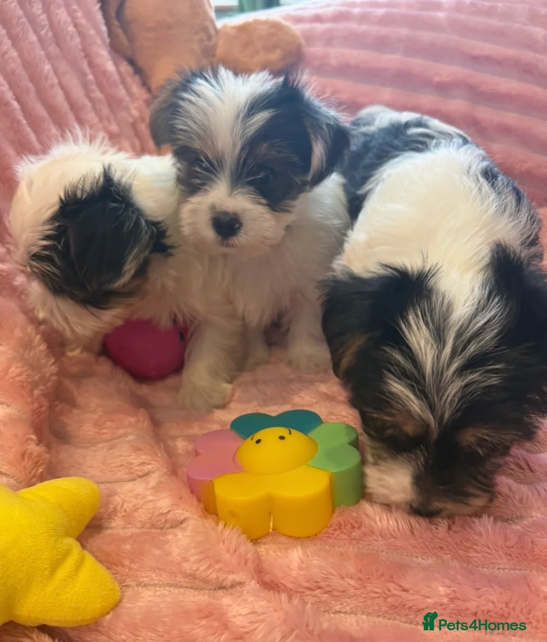 Yorkshire Terrier dogs for sale: Miniature Yorkshire Terrier Puppies  - Advert 10