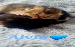 Scottish Fold cats for sale: TICA REGISTERED SCOTTISH BABIES  - Image 15