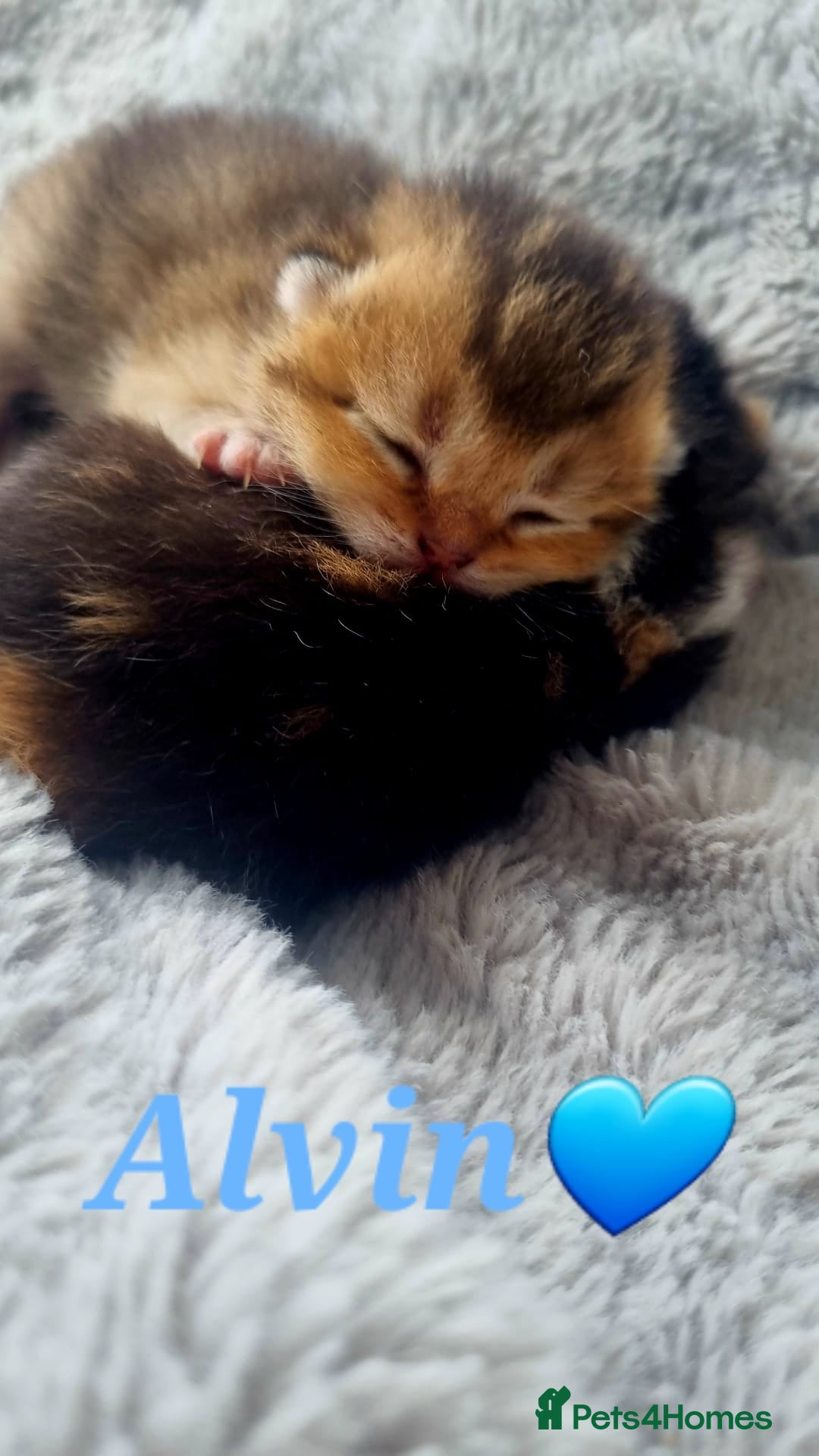 Scottish Fold cats for sale: TICA REGISTERED SCOTTISH BABIES  - Image 15