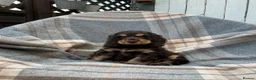 Cocker Spaniel dogs for sale: Adorable kc reg show cocker spanial  - Advert 6