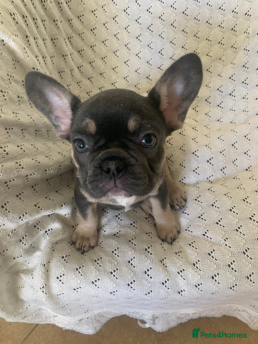 French Bulldog dogs for sale: Beautiful French Bulldogs  - Advert 8