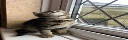 Mixed Breed cats for sale: Beautiful kittens are looking for a loving family. - Advert 9
