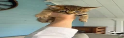 Mixed Breed cats for sale: 7 gorgeous mixed breed kittens  - Advert 20