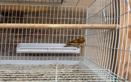 Canaries birds for sale: Canary male - Image 1