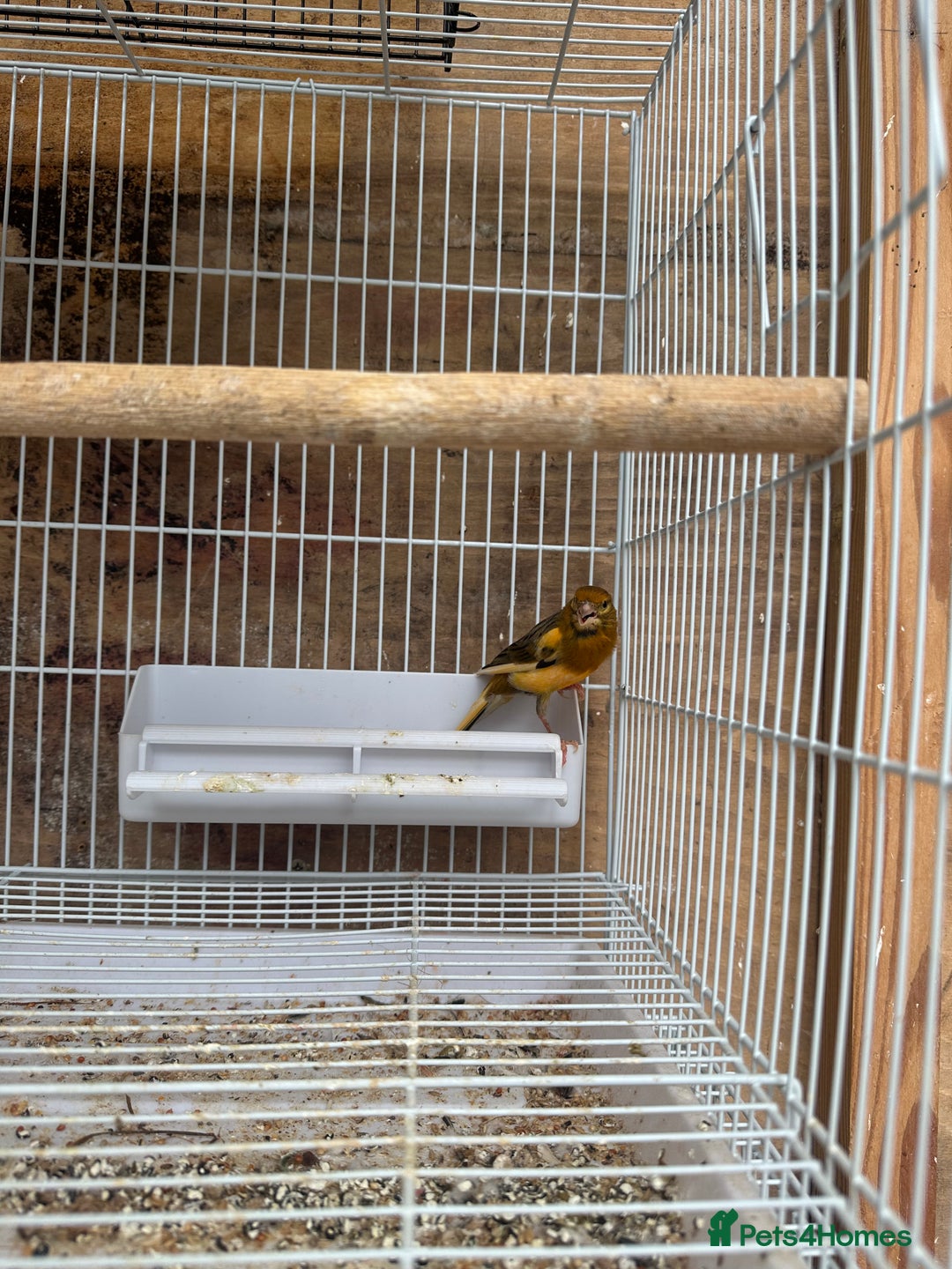 Canaries birds for sale: Canary male - Image 1
