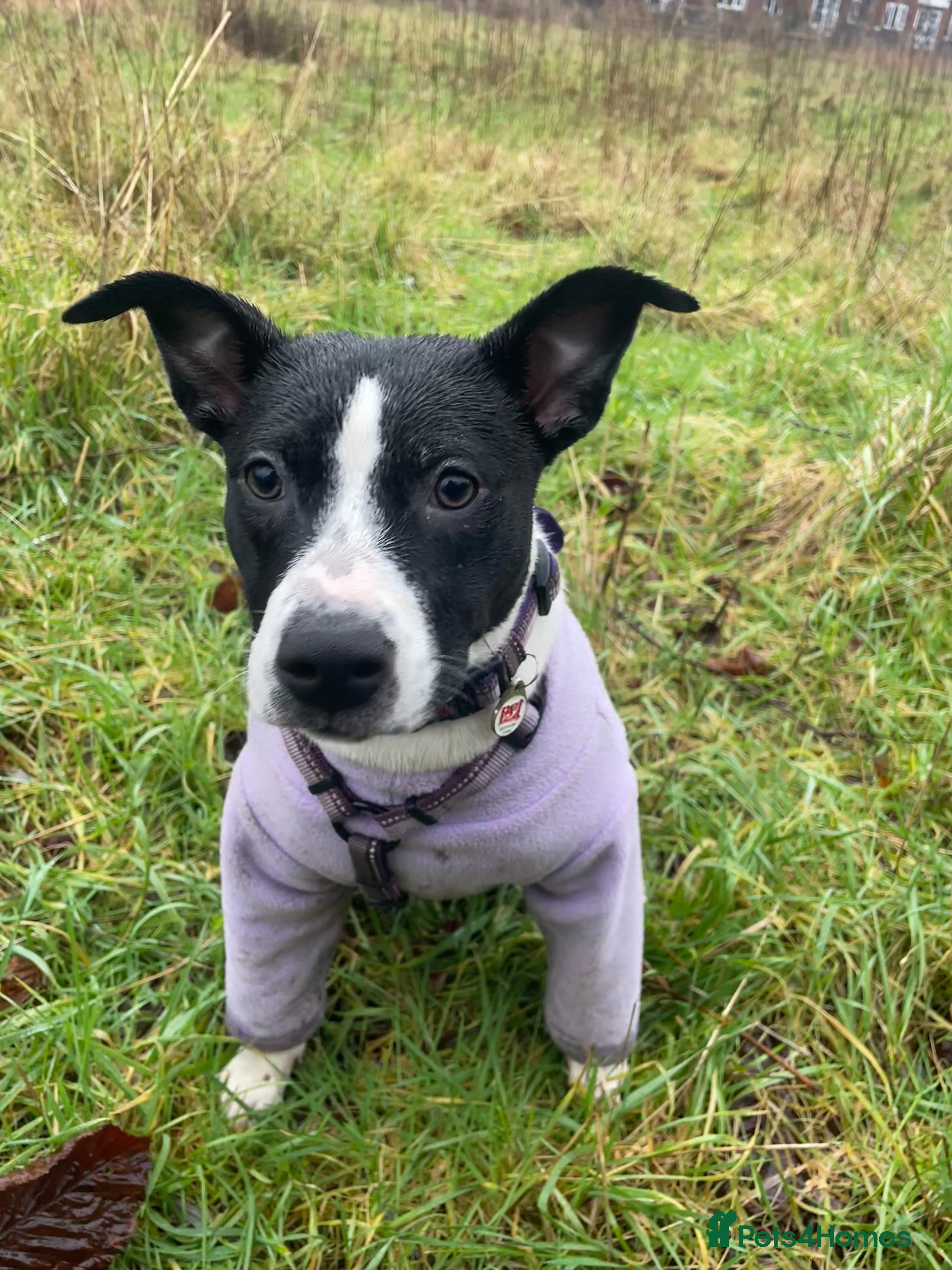 Mixed Breed dogs 6 month small staffy x lurcher female pup  - Advert 12