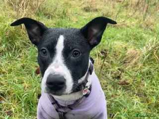 Mixed Breed dogs 6 month small staffy x lurcher female pup - Advert 12