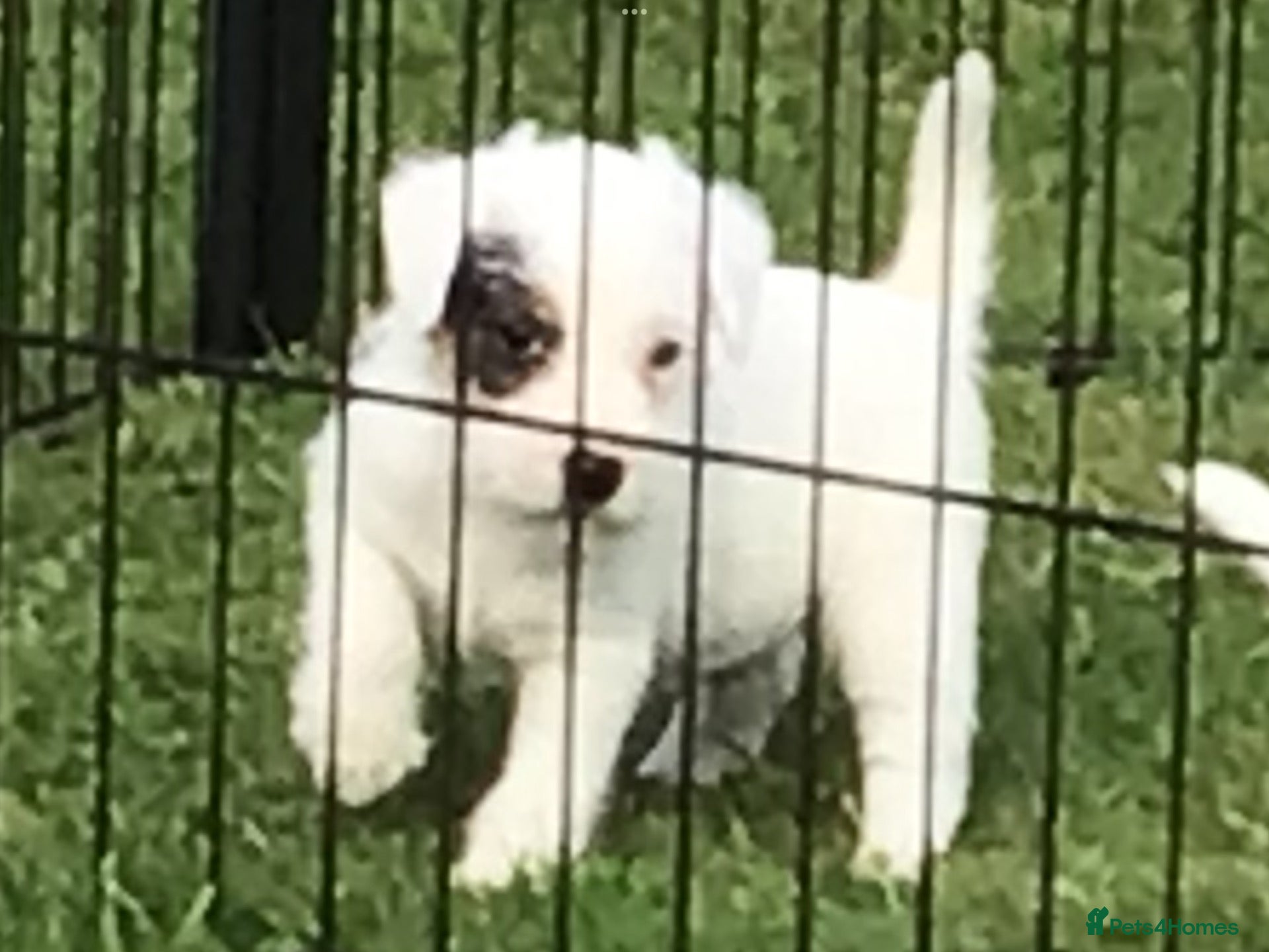 Parson Russell dogs Parson Russell Terriers Pups. - Advert 18