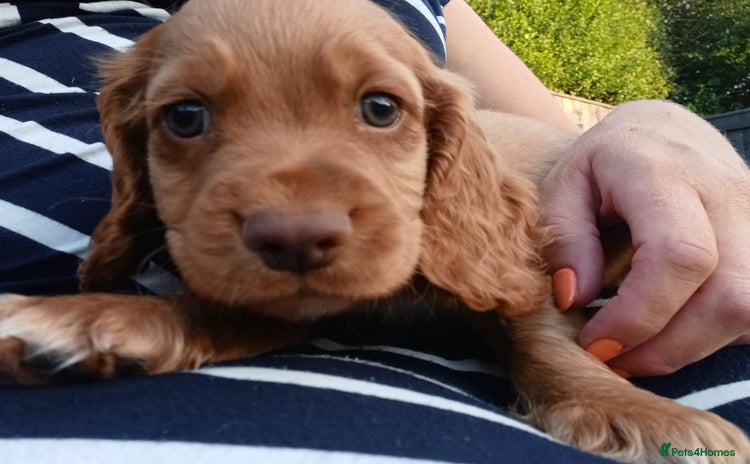 Cocker Spaniel dogs - Advert 16