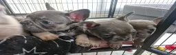 French Bulldog dogs for sale: French bulldog pups in Ballymena - Advert 8
