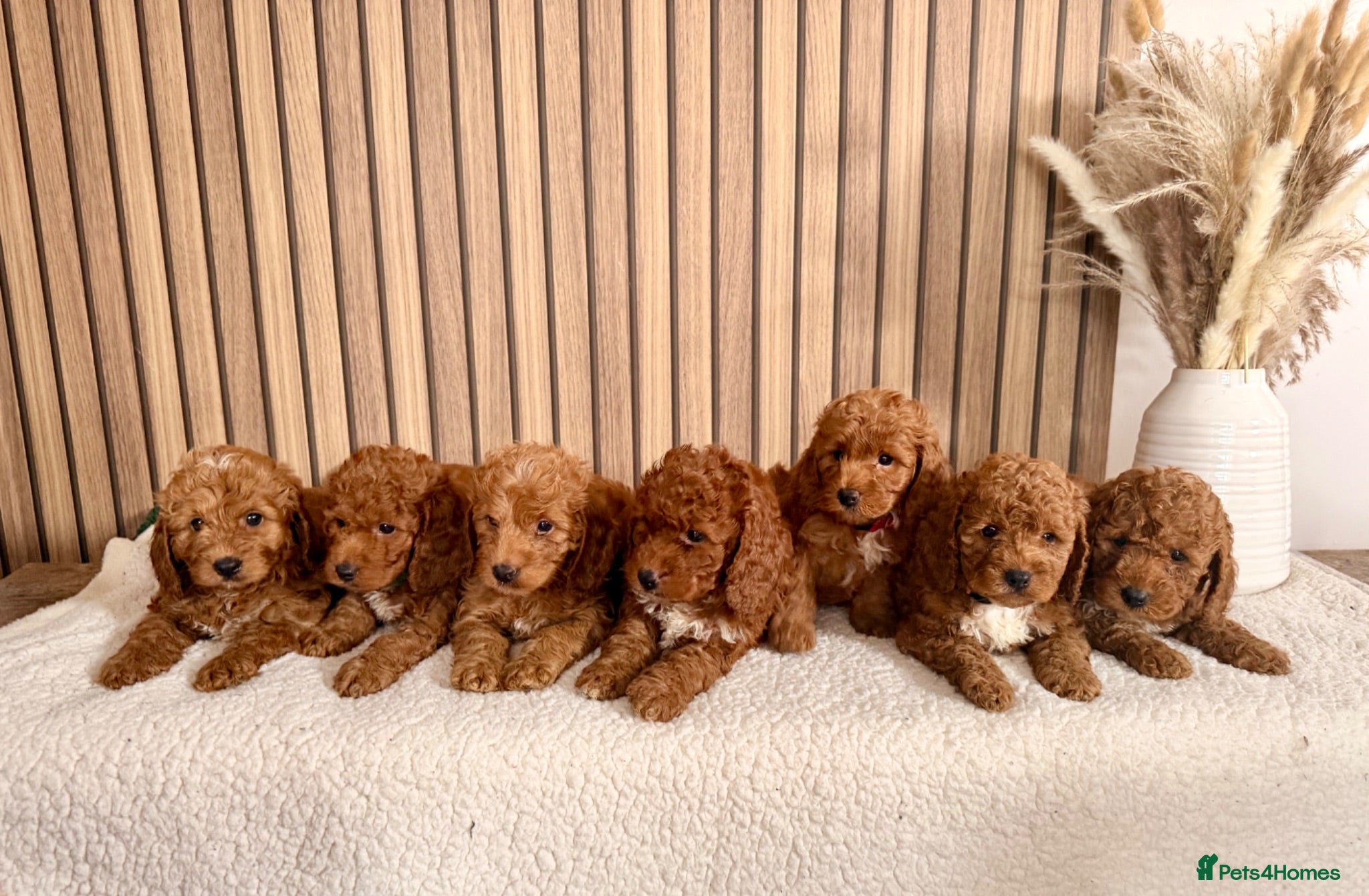 Cockapoo dogs F1B Red cockapoo puppies  - Advert 1