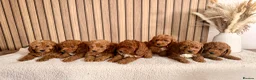 Cockapoo dogs for sale: F1B Red cockapoo puppies  in Bridgend - Advert 1