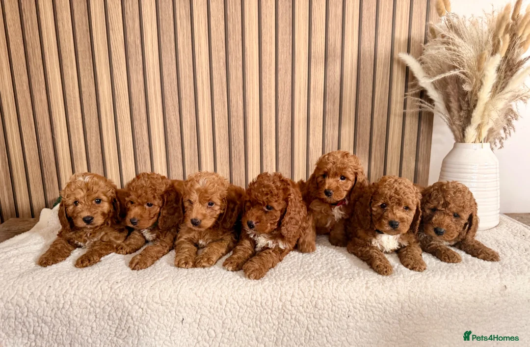 Cockapoo dogs for sale: F1B Red cockapoo puppies  in Bridgend - Advert 1