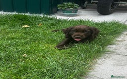 Cocker Spaniel dogs for sale: Show type cocker spaniel puppies  - Image 17