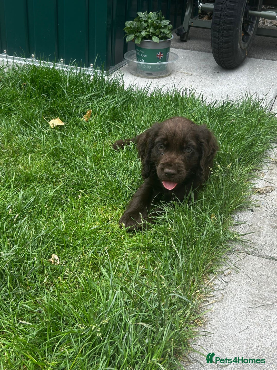 Cocker Spaniel dogs for sale: Show type cocker spaniel puppies  - Image 17