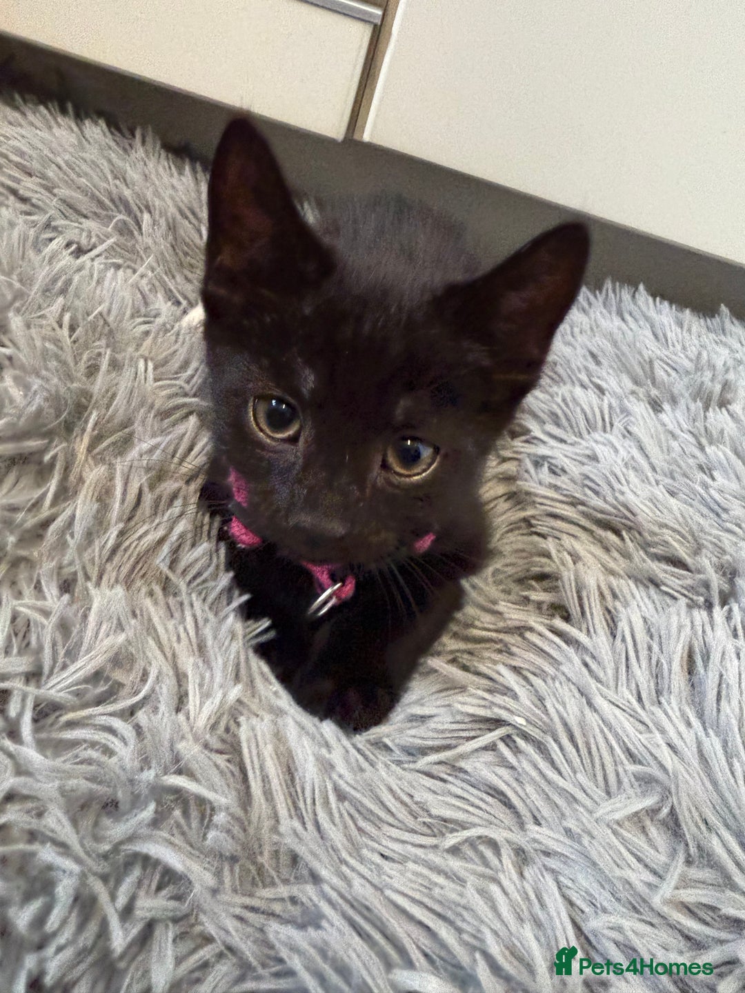 Mixed Breed cats for sale: Last Three Kittens for Sale 2 Girls and 1 Boy - Image 7