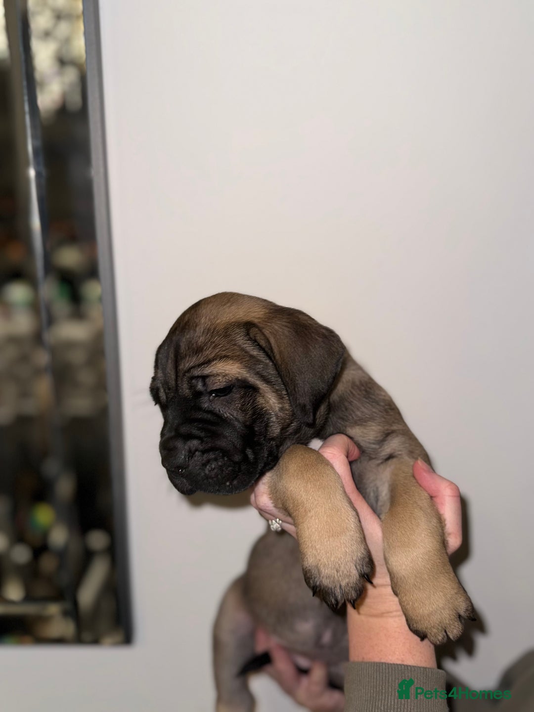 Cane Corso dogs for sale: Cane Corso puppies family reared no expense spared - Advert 28