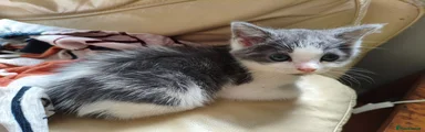 Mixed Breed 1