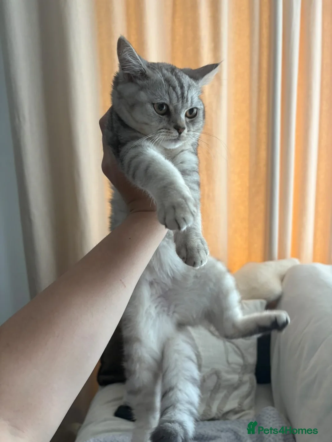 British Shorthair cats for sale: Beautiful British Shorthair - Looking for a home in Canterbury - Advert 2